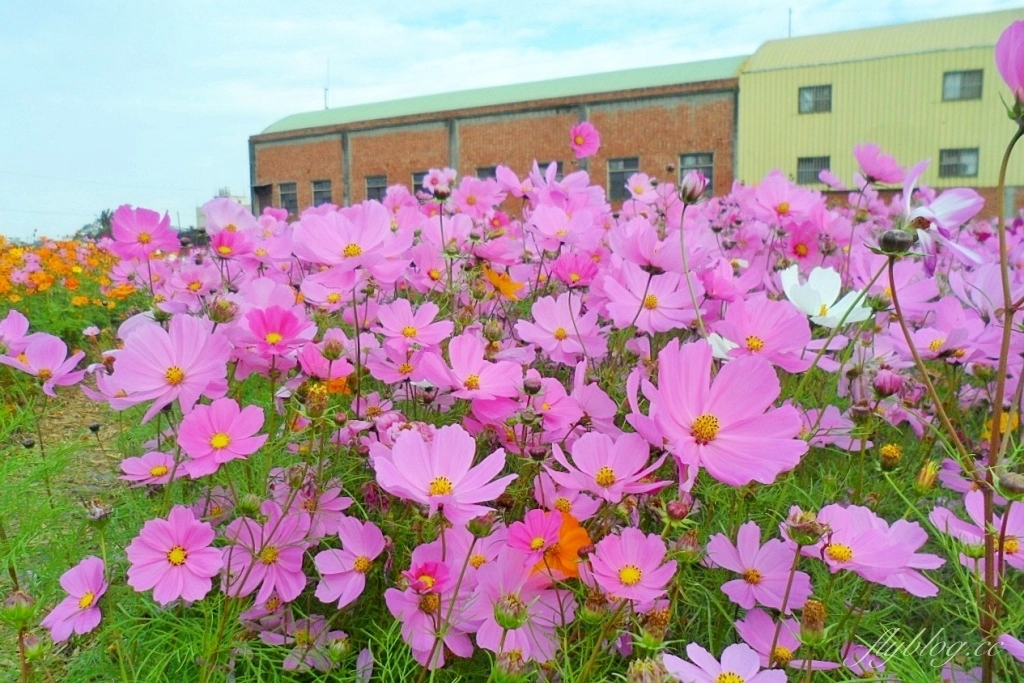 彰化秀水｜金陵村花海盛開中，日本味十足的建築寶灝禪寺，金陵風箏花海節1/15開跑 @飛天璇的口袋