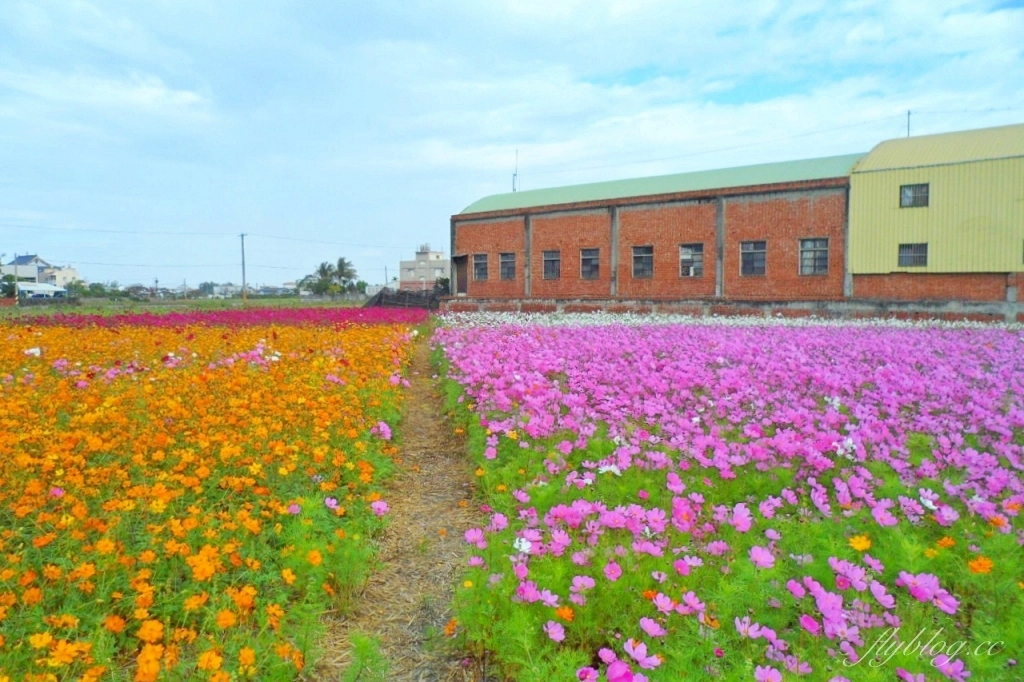 彰化秀水｜金陵村花海盛開中，日本味十足的建築寶灝禪寺，金陵風箏花海節1/15開跑 @飛天璇的口袋