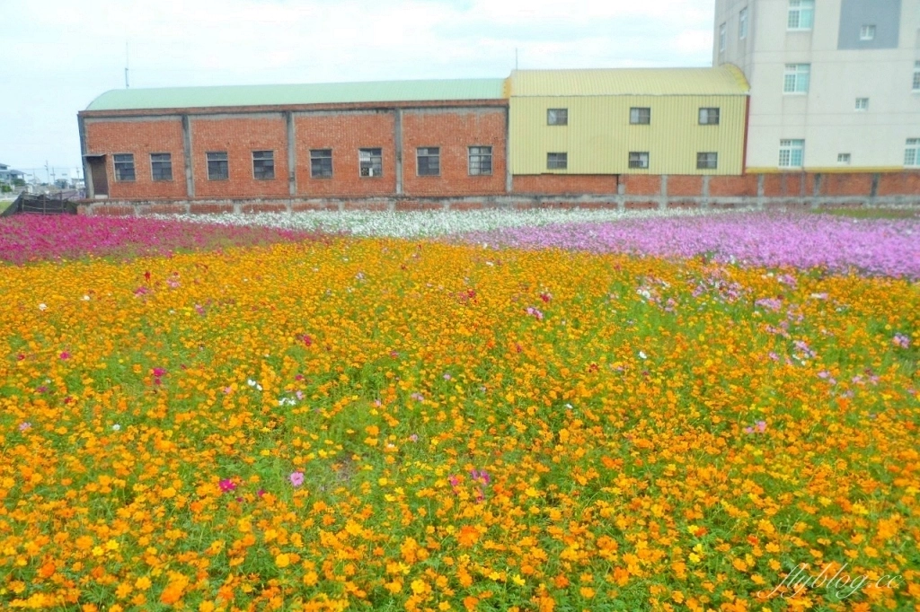 彰化秀水｜金陵村花海盛開中，日本味十足的建築寶灝禪寺，金陵風箏花海節1/15開跑 @飛天璇的口袋