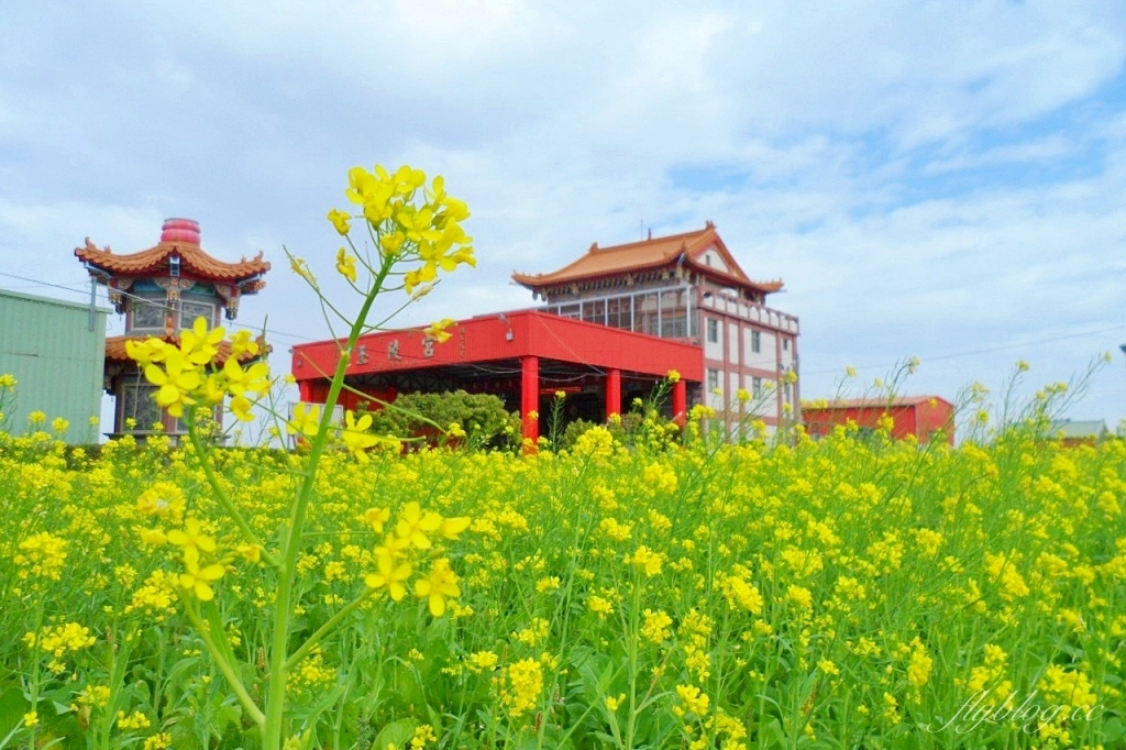 彰化秀水｜金陵村花海盛開中，日本味十足的建築寶灝禪寺，金陵風箏花海節1/15開跑 @飛天璇的口袋