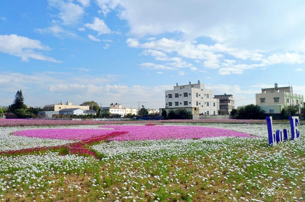 彰化秀水｜金陵村花海盛開中，日本味十足的建築寶灝禪寺，金陵風箏花海節1/15開跑 @飛天璇的口袋