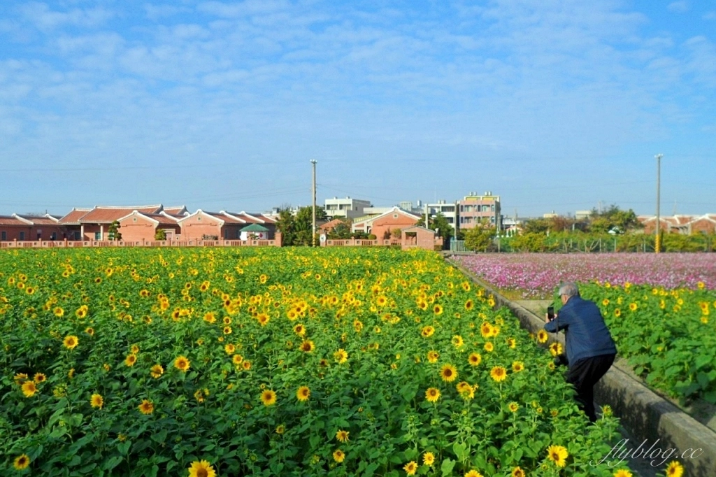 彰化鹿港｜許木農村文物紀念館，鹿港古厝前浪漫花海，波斯菊向日葵盛開中 @飛天璇的口袋
