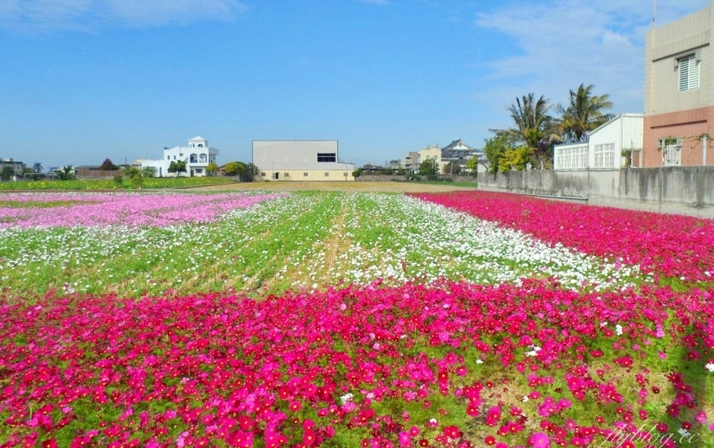 彰化秀水｜金陵村花海盛開中，日本味十足的建築寶灝禪寺，金陵風箏花海節1/15開跑 @飛天璇的口袋