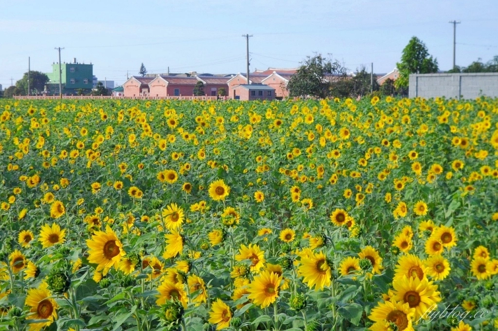 彰化鹿港｜許木農村文物紀念館，鹿港古厝前浪漫花海，波斯菊向日葵盛開中 @飛天璇的口袋