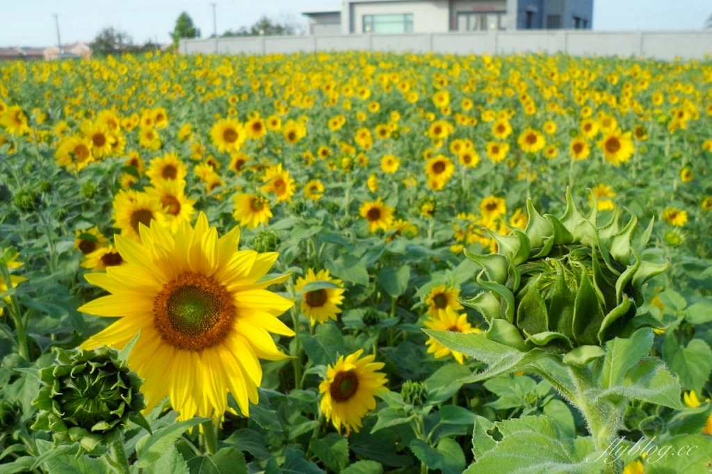彰化鹿港｜許木農村文物紀念館，鹿港古厝前浪漫花海，波斯菊向日葵盛開中 @飛天璇的口袋
