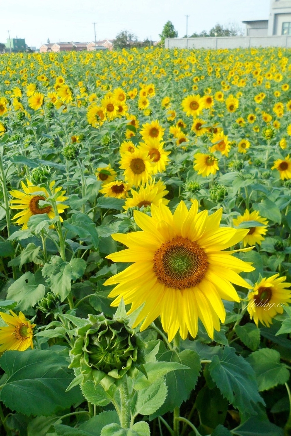 彰化鹿港｜許木農村文物紀念館，鹿港古厝前浪漫花海，波斯菊向日葵盛開中 @飛天璇的口袋