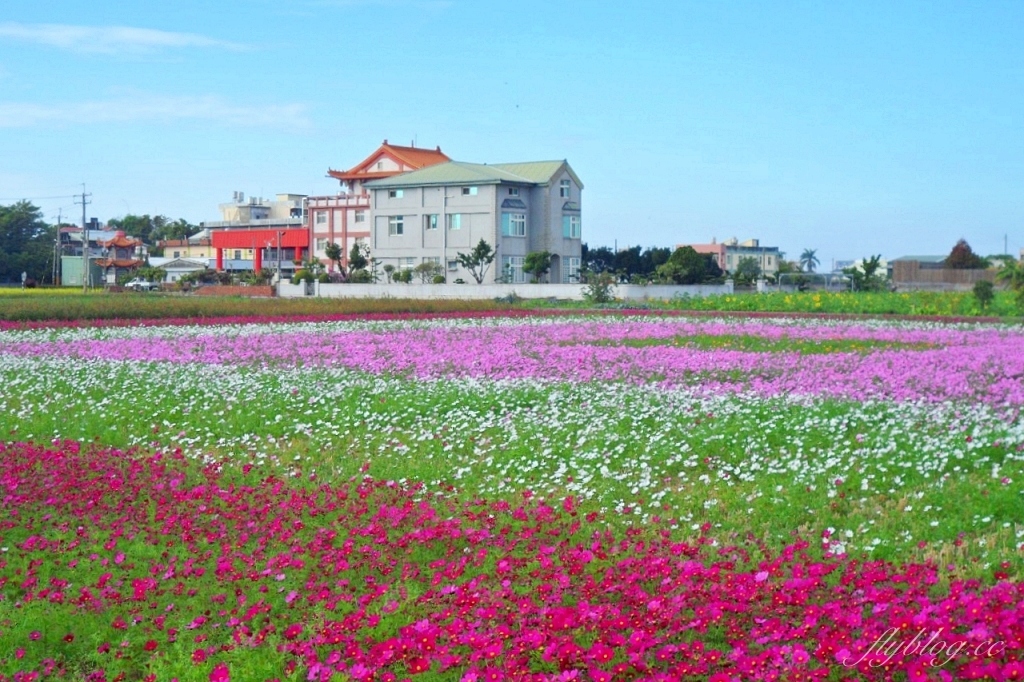 彰化秀水｜金陵村花海盛開中，日本味十足的建築寶灝禪寺，金陵風箏花海節1/15開跑 @飛天璇的口袋
