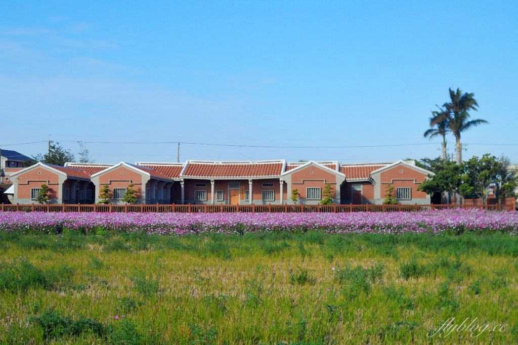 彰化鹿港｜許木農村文物紀念館，鹿港古厝前浪漫花海，波斯菊向日葵盛開中 @飛天璇的口袋