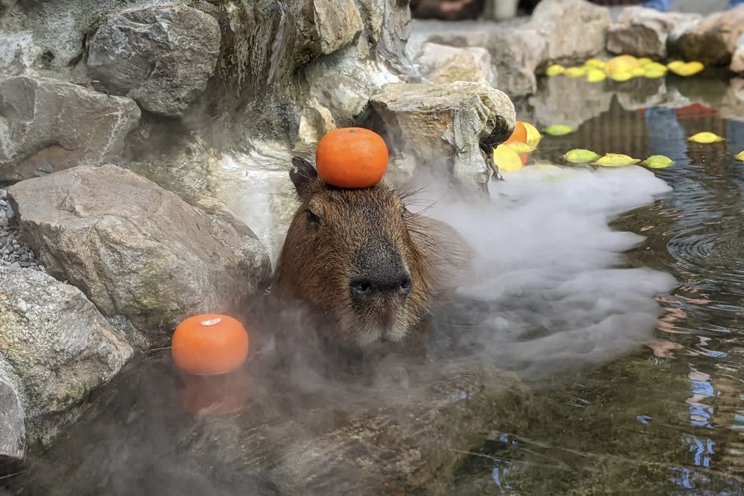 宜蘭三星｜張美阿嬤農場．可愛的笑笑羊和呆萌的水豚君，買套票兌換DIY和和服體驗 @飛天璇的口袋