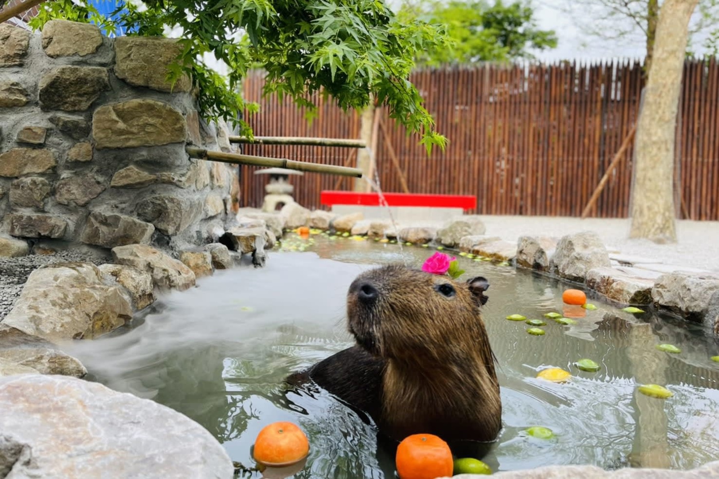 宜蘭三星｜張美阿嬤農場．可愛的笑笑羊和呆萌的水豚君，買套票兌換DIY和和服體驗 @飛天璇的口袋