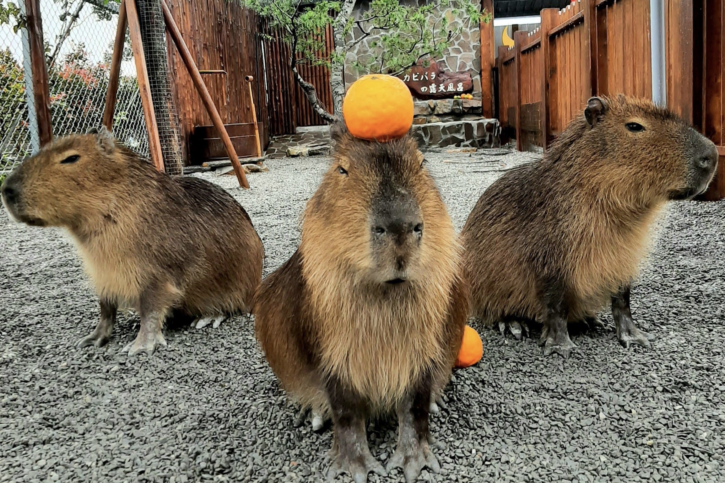 宜蘭三星｜張美阿嬤農場．可愛的笑笑羊和呆萌的水豚君，買套票兌換DIY和和服體驗 @飛天璇的口袋