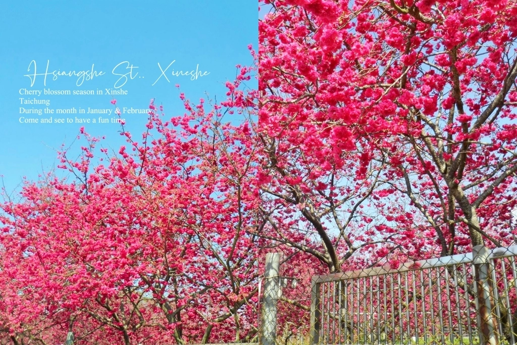 台中新社｜新社櫻花秘境．2025興社街櫻花最新花況，門票100元入園抵消費 @飛天璇的口袋