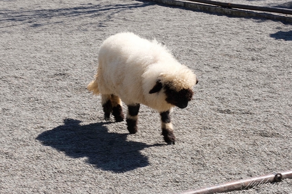 宜蘭三星｜張美阿嬤農場．可愛的笑笑羊和呆萌的水豚君，買套票兌換DIY和和服體驗 @飛天璇的口袋