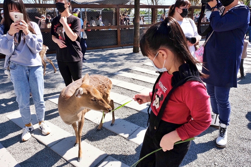宜蘭三星｜張美阿嬤農場．可愛的笑笑羊和呆萌的水豚君，買套票兌換DIY和和服體驗 @飛天璇的口袋