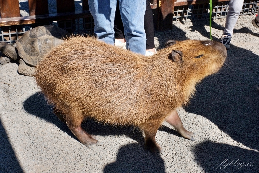 宜蘭三星｜張美阿嬤農場．可愛的笑笑羊和呆萌的水豚君，買套票兌換DIY和和服體驗 @飛天璇的口袋