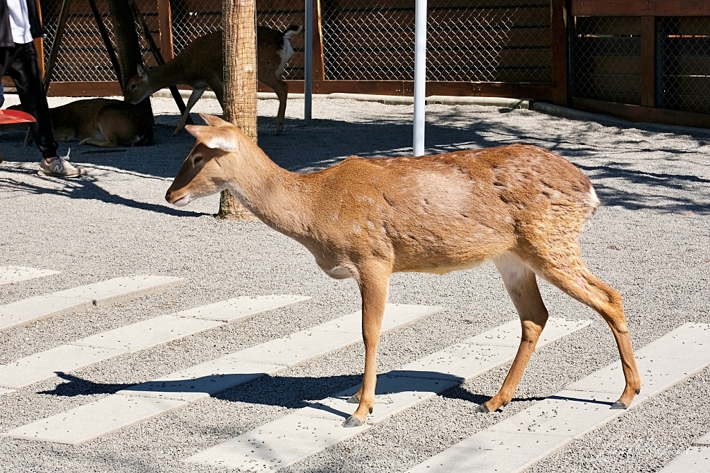 宜蘭三星｜張美阿嬤農場．可愛的笑笑羊和呆萌的水豚君，買套票兌換DIY和和服體驗 @飛天璇的口袋