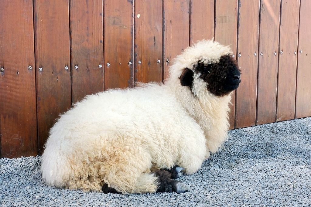 宜蘭三星｜張美阿嬤農場．可愛的笑笑羊和呆萌的水豚君，買套票兌換DIY和和服體驗 @飛天璇的口袋