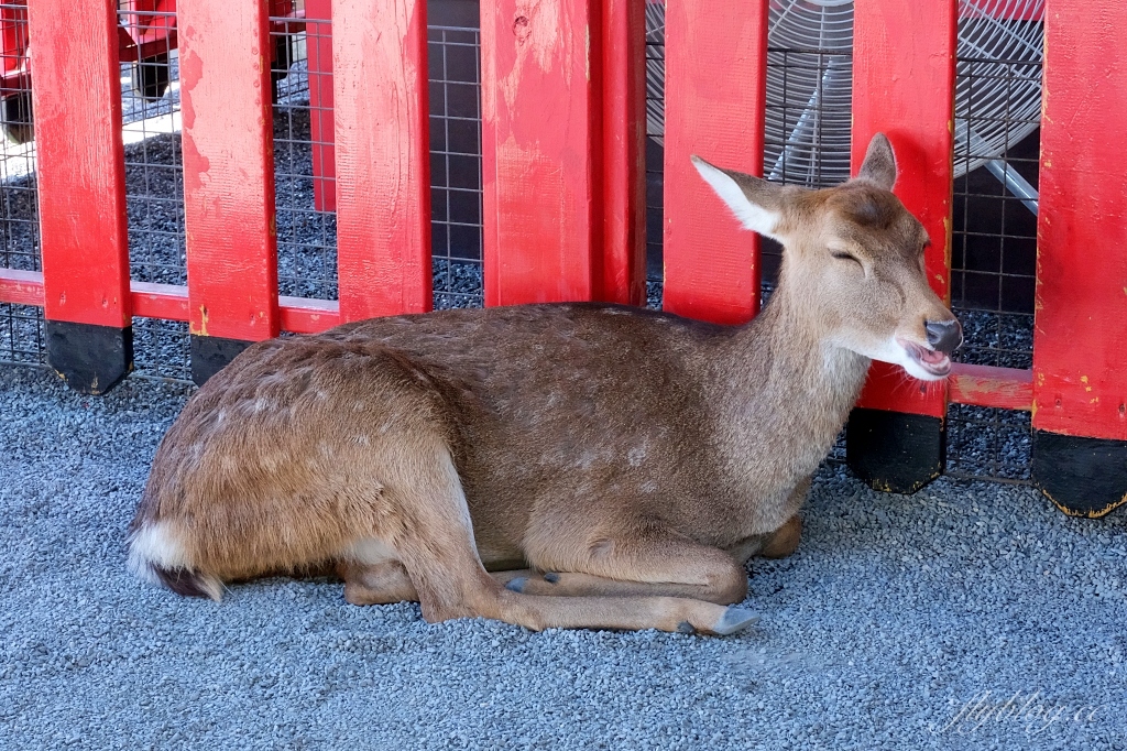 宜蘭三星｜張美阿嬤農場．可愛的笑笑羊和呆萌的水豚君，買套票兌換DIY和和服體驗 @飛天璇的口袋
