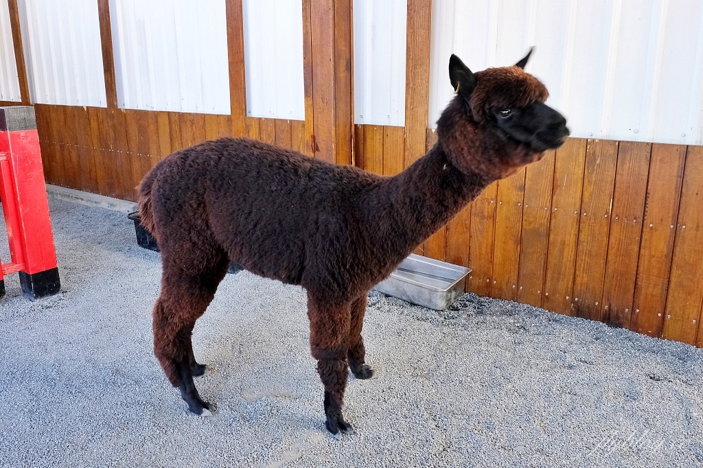 宜蘭三星｜張美阿嬤農場．可愛的笑笑羊和呆萌的水豚君，買套票兌換DIY和和服體驗 @飛天璇的口袋