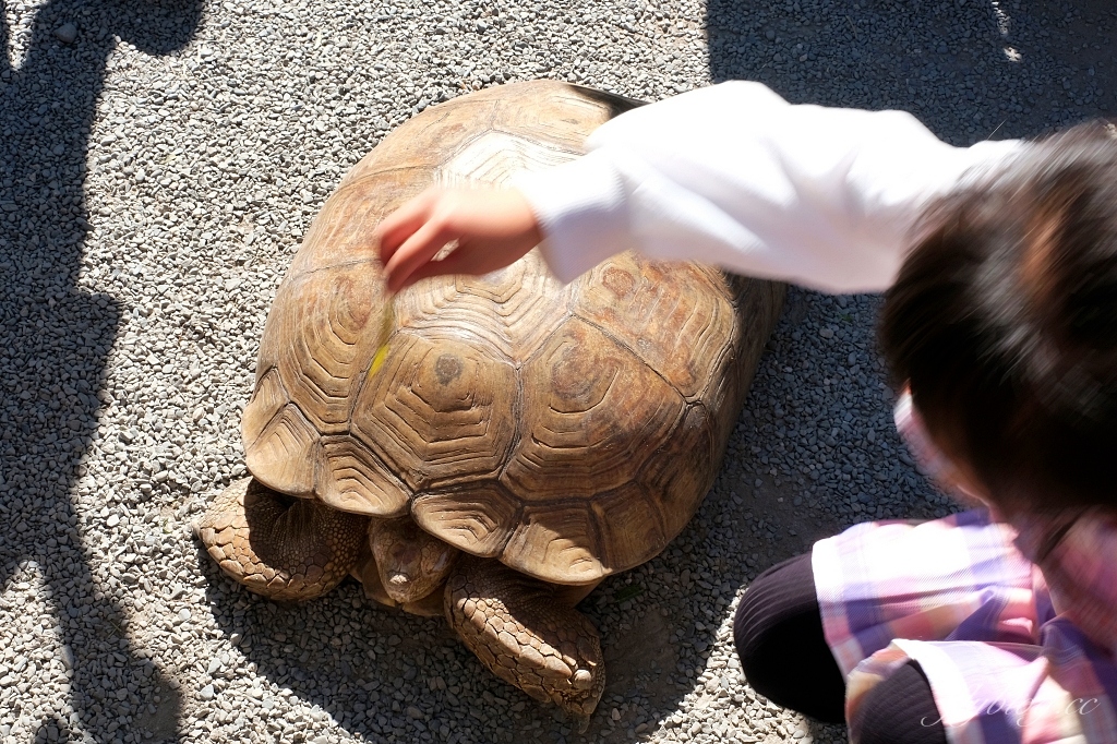 宜蘭三星｜張美阿嬤農場．可愛的笑笑羊和呆萌的水豚君，買套票兌換DIY和和服體驗 @飛天璇的口袋