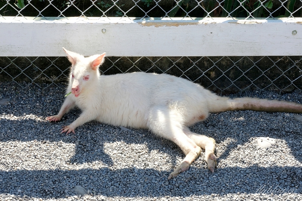 宜蘭三星｜張美阿嬤農場．可愛的笑笑羊和呆萌的水豚君，買套票兌換DIY和和服體驗 @飛天璇的口袋