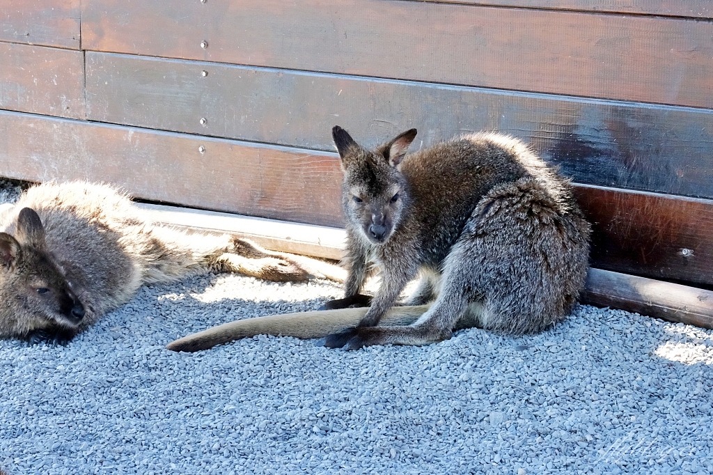 宜蘭三星｜張美阿嬤農場．可愛的笑笑羊和呆萌的水豚君，買套票兌換DIY和和服體驗 @飛天璇的口袋