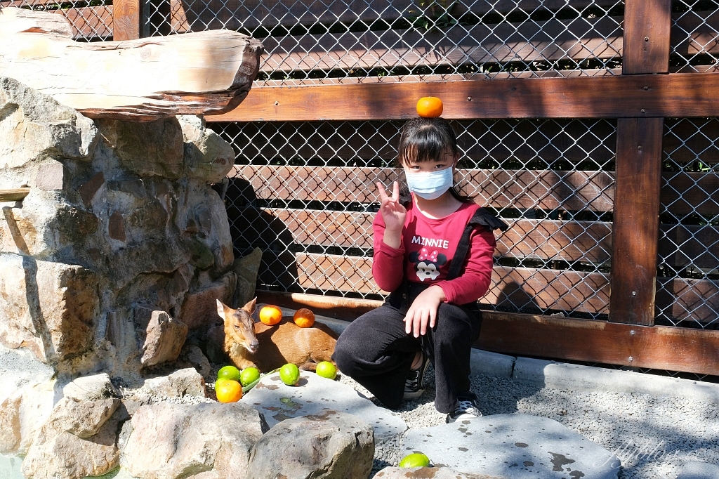 宜蘭三星｜張美阿嬤農場．可愛的笑笑羊和呆萌的水豚君，買套票兌換DIY和和服體驗 @飛天璇的口袋