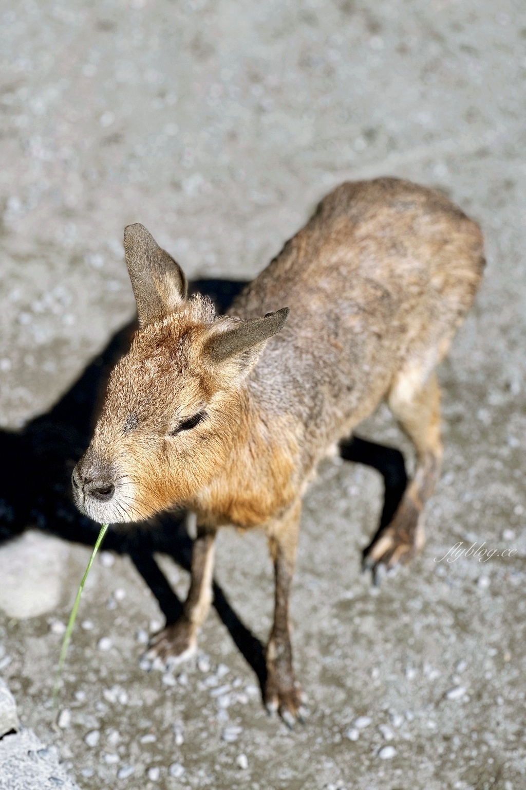 宜蘭三星｜張美阿嬤農場．可愛的笑笑羊和呆萌的水豚君，買套票兌換DIY和和服體驗 @飛天璇的口袋