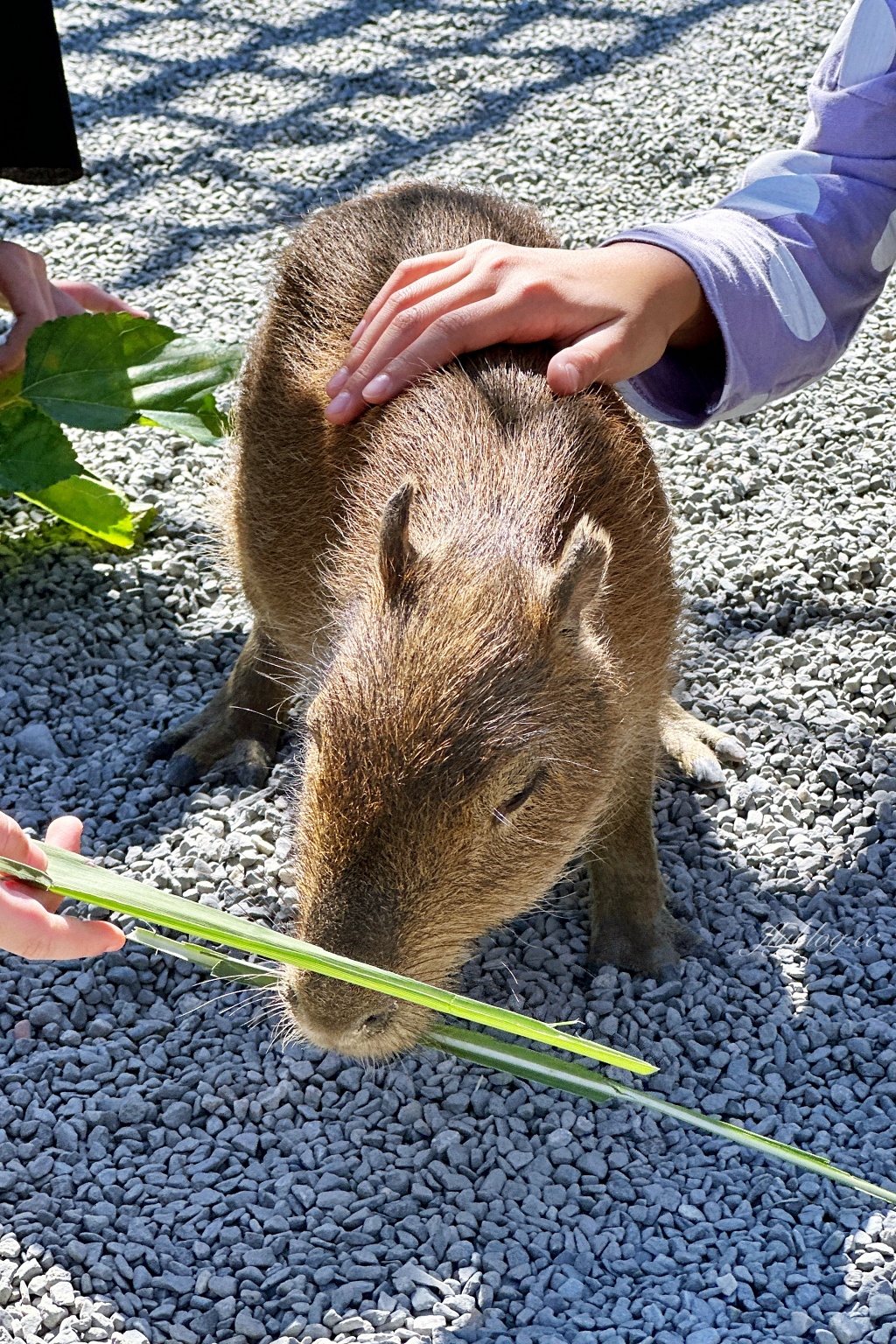 宜蘭三星｜張美阿嬤農場．可愛的笑笑羊和呆萌的水豚君，買套票兌換DIY和和服體驗 @飛天璇的口袋
