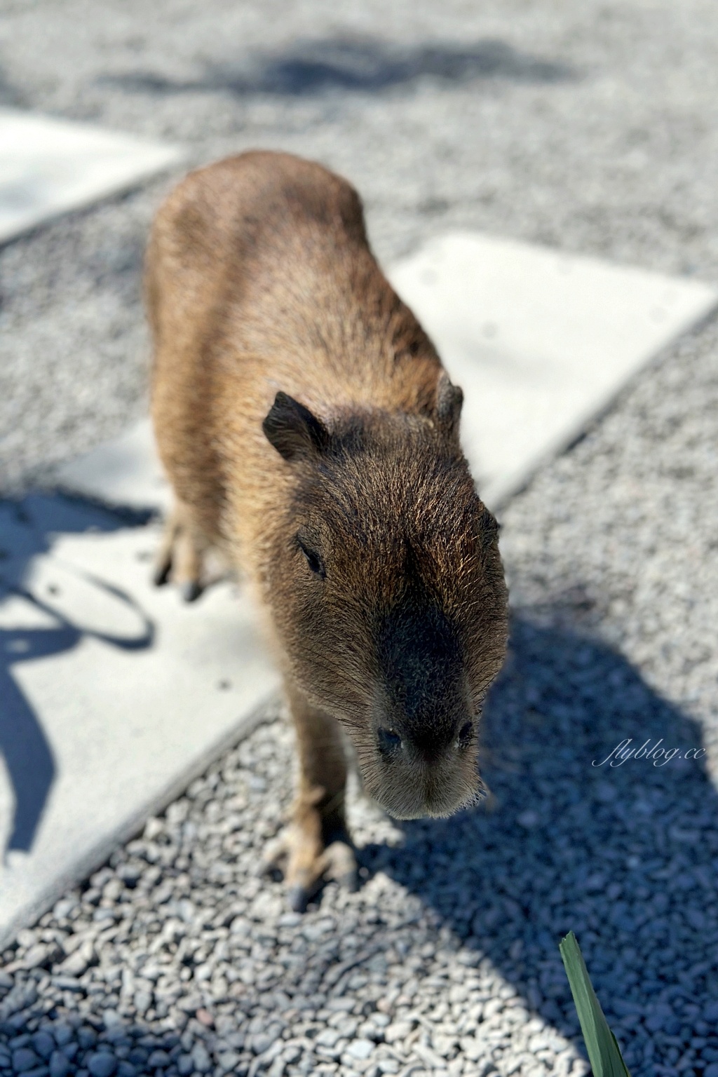 宜蘭旅遊｜宜蘭4天3夜，開車玩宜蘭，民宿包棟最方便，宜蘭4天3夜行程規劃 @飛天璇的口袋