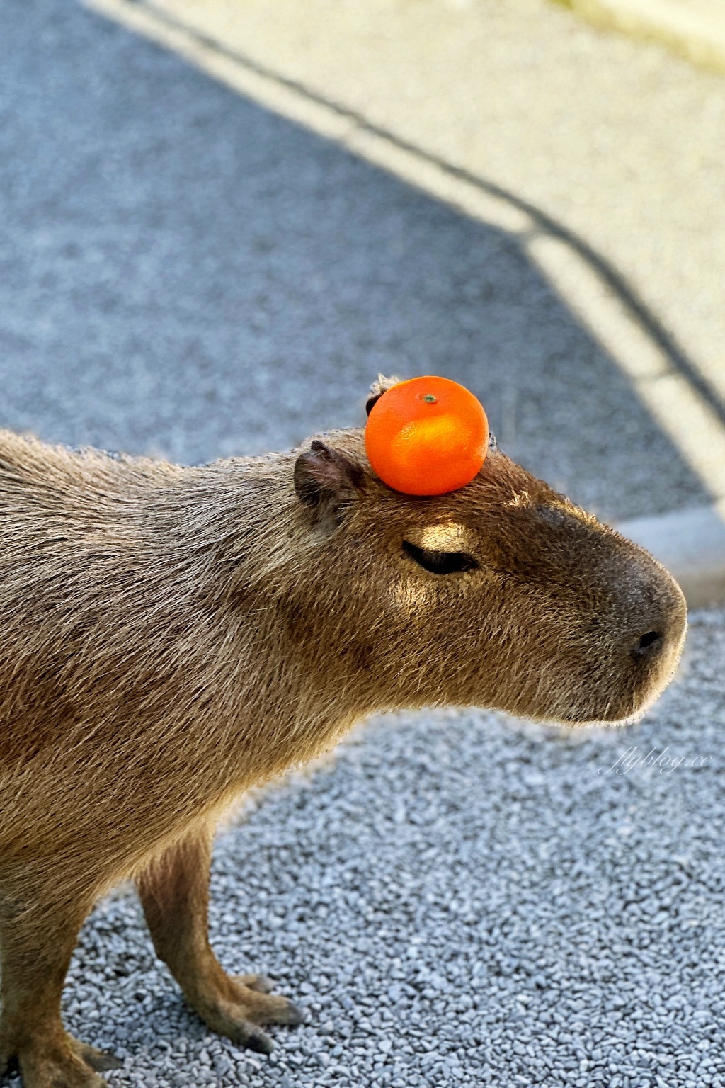 宜蘭三星｜張美阿嬤農場．可愛的笑笑羊和呆萌的水豚君，買套票兌換DIY和和服體驗 @飛天璇的口袋