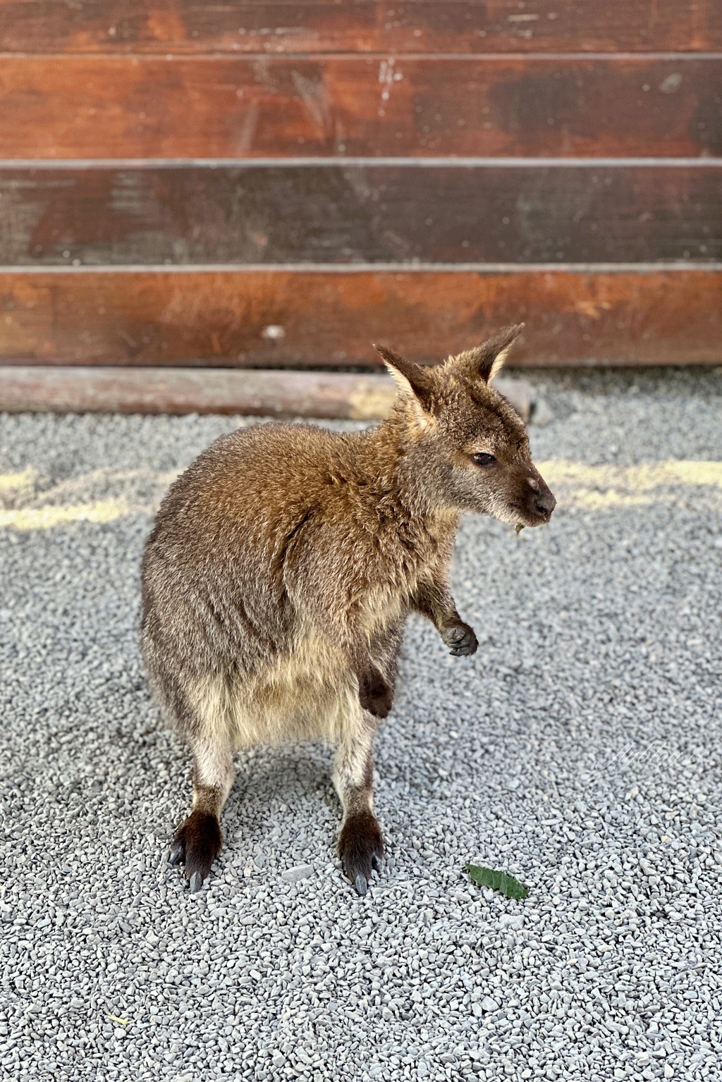 宜蘭三星｜張美阿嬤農場．可愛的笑笑羊和呆萌的水豚君，買套票兌換DIY和和服體驗 @飛天璇的口袋