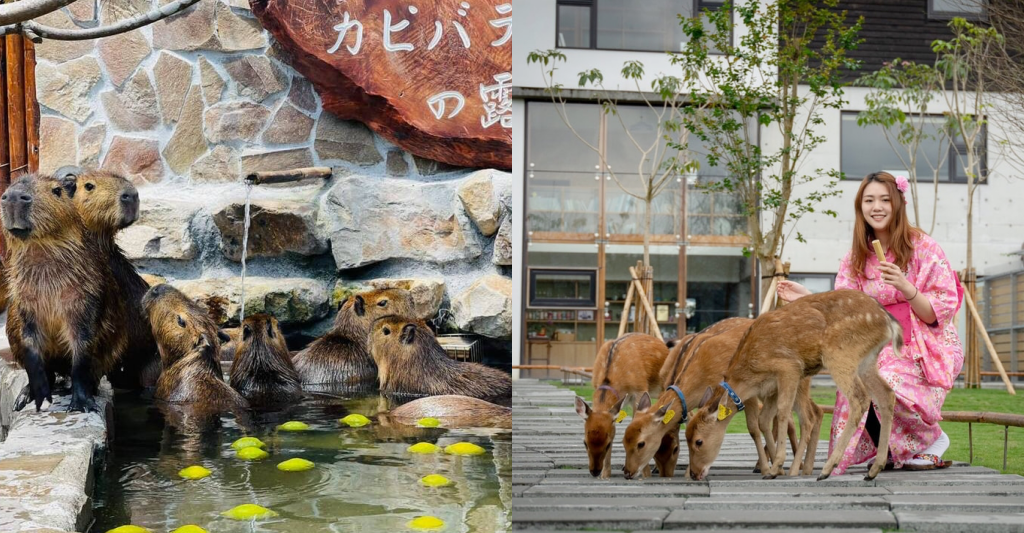 宜蘭三星｜張美阿嬤農場．可愛的笑笑羊和呆萌的水豚君，買套票兌換DIY和和服體驗 @飛天璇的口袋
