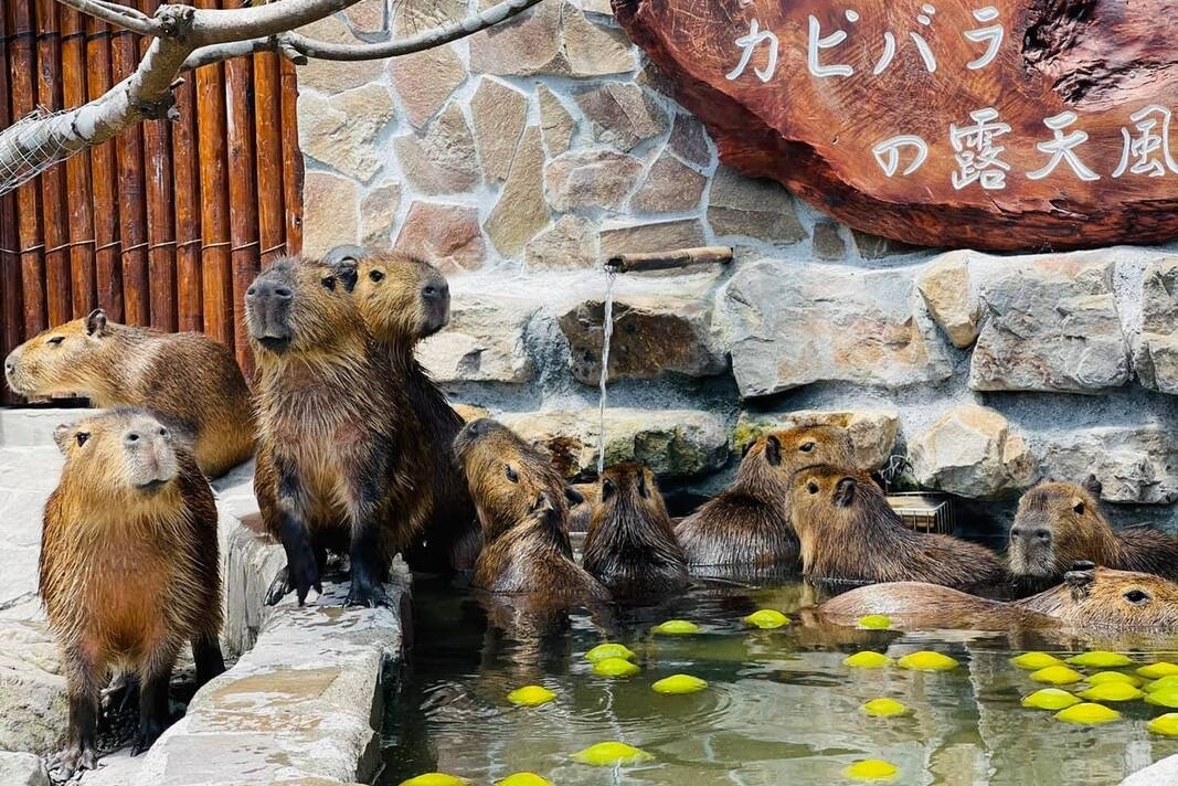 宜蘭三星｜張美阿嬤農場．可愛的笑笑羊和呆萌的水豚君，買套票兌換DIY和和服體驗 @飛天璇的口袋