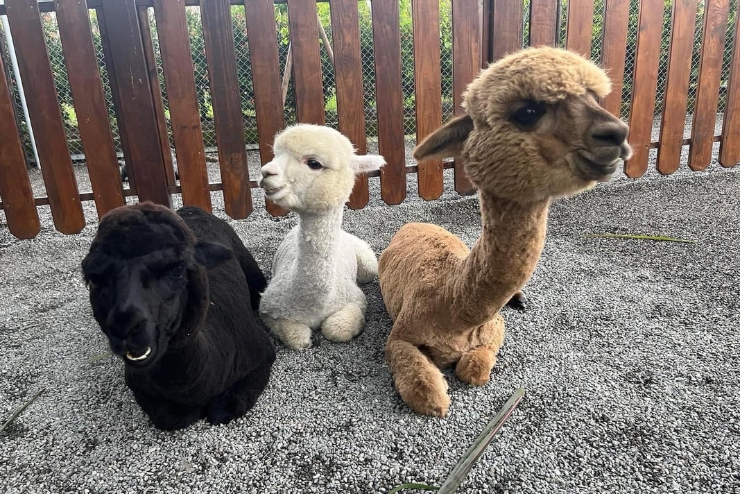 宜蘭三星｜張美阿嬤農場．可愛的笑笑羊和呆萌的水豚君，買套票兌換DIY和和服體驗 @飛天璇的口袋