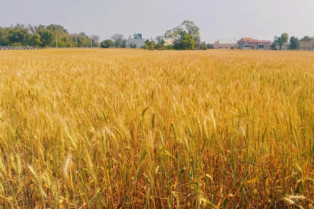 台中大雅｜大雅麥田 小麥文化節登場，隨風搖曳金黃色麥田，如詩如畫的悠逸景緻 @飛天璇的口袋