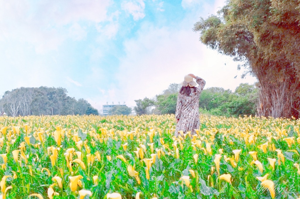 台中外埔｜黃色海芋田．外埔海芋季開跑了，黃澄澄一片超療癒 @飛天璇的口袋