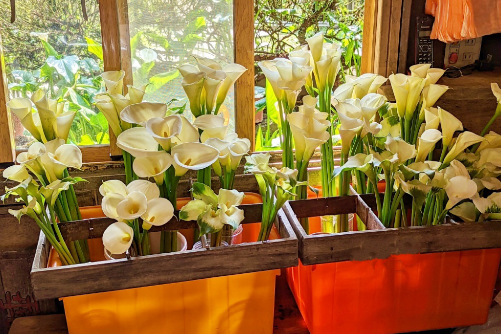 台北北投｜名陽匍休閒農莊，陽明山海芋季開始了，可愛粉紅噗噗車超好拍 @飛天璇的口袋