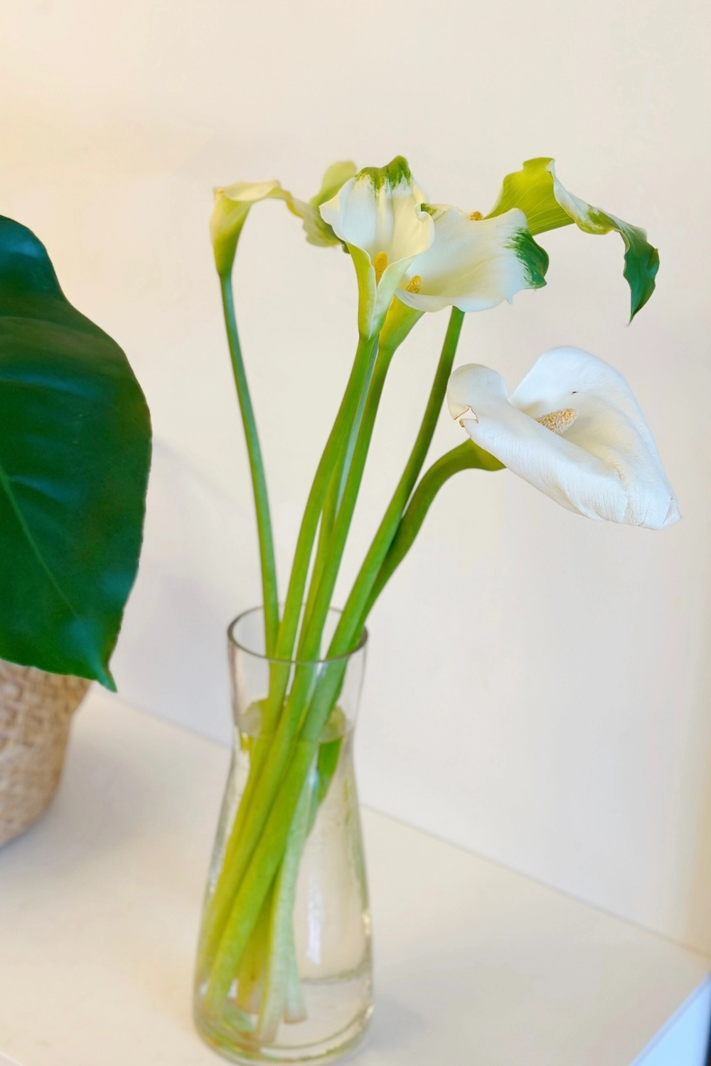 台北北投｜名陽匍休閒農莊，陽明山海芋季開始了，可愛粉紅噗噗車超好拍 @飛天璇的口袋