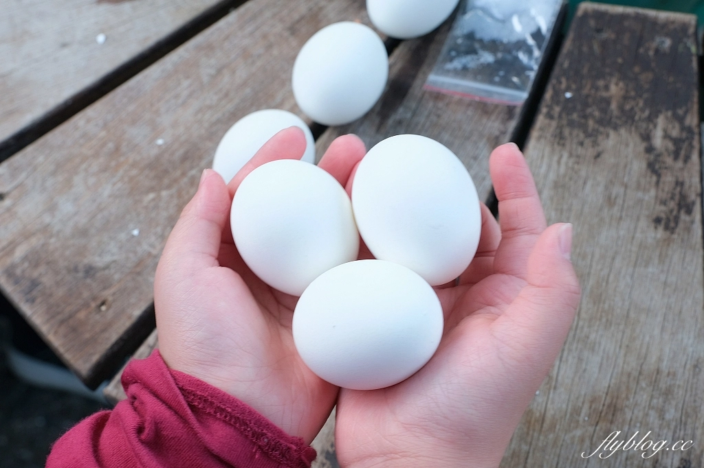 宜蘭大同｜鳩之澤溫泉，群山環繞的夢幻藍湖溫泉，還可以煮溫泉蛋和溫泉玉米 @飛天璇的口袋