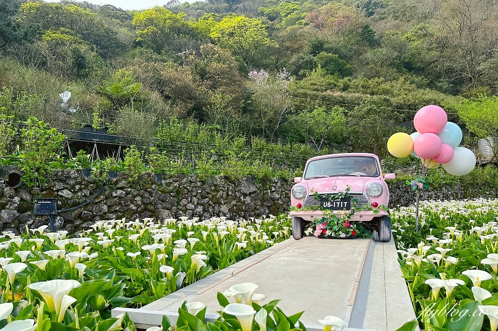 台北北投｜名陽匍休閒農莊，陽明山海芋季開始了，可愛粉紅噗噗車超好拍 @飛天璇的口袋