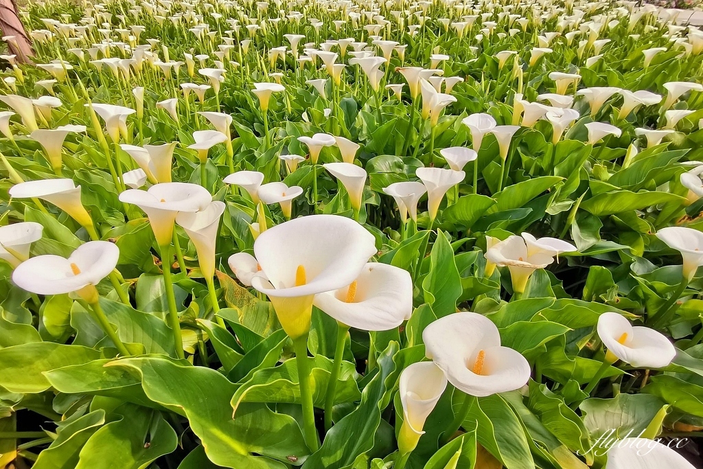 台北北投｜名陽匍休閒農莊，陽明山海芋季開始了，可愛粉紅噗噗車超好拍 @飛天璇的口袋