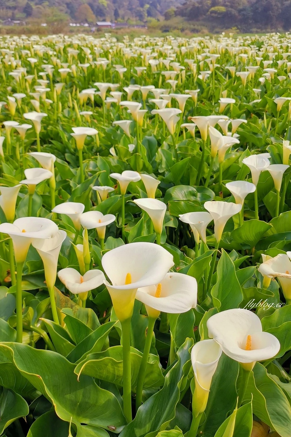 台北北投｜名陽匍休閒農莊，陽明山海芋季開始了，可愛粉紅噗噗車超好拍 @飛天璇的口袋