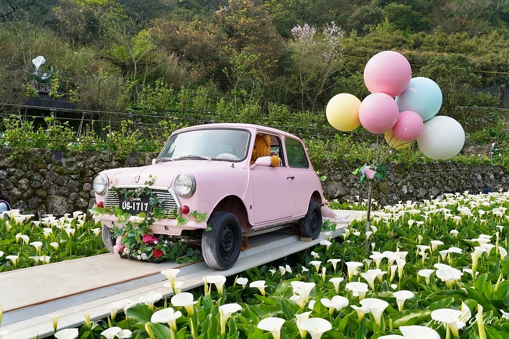 台北北投｜名陽匍休閒農莊，陽明山海芋季開始了，可愛粉紅噗噗車超好拍 @飛天璇的口袋