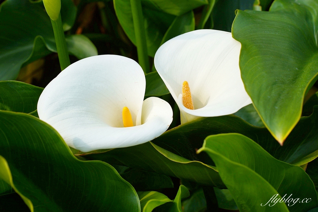 台北北投｜名陽匍休閒農莊，陽明山海芋季開始了，可愛粉紅噗噗車超好拍 @飛天璇的口袋