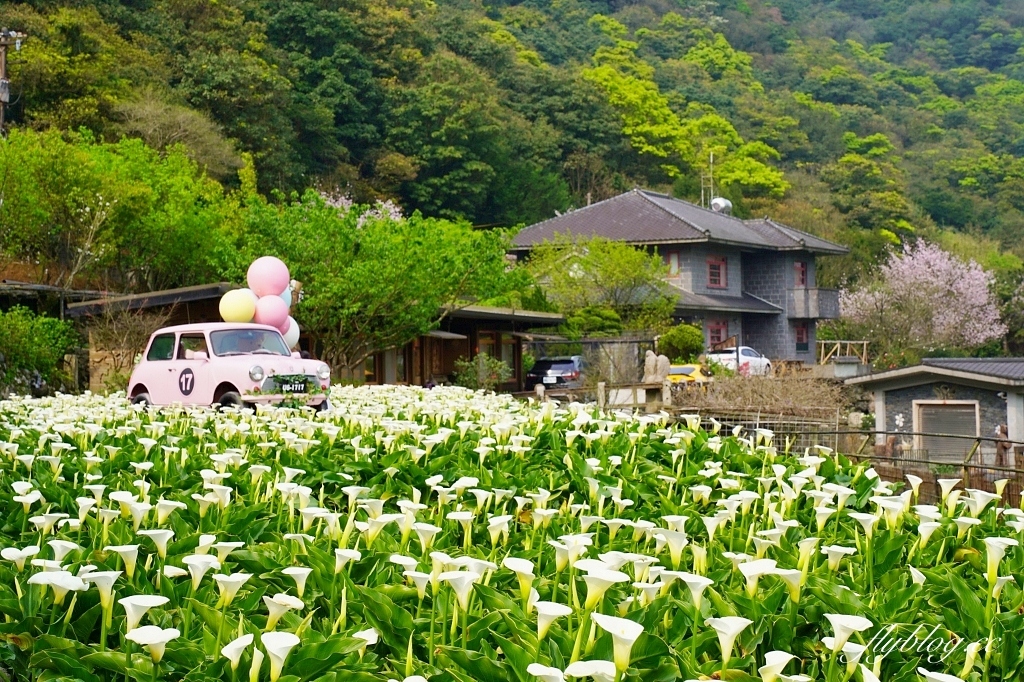 台北北投｜名陽匍休閒農莊，陽明山海芋季開始了，可愛粉紅噗噗車超好拍 @飛天璇的口袋