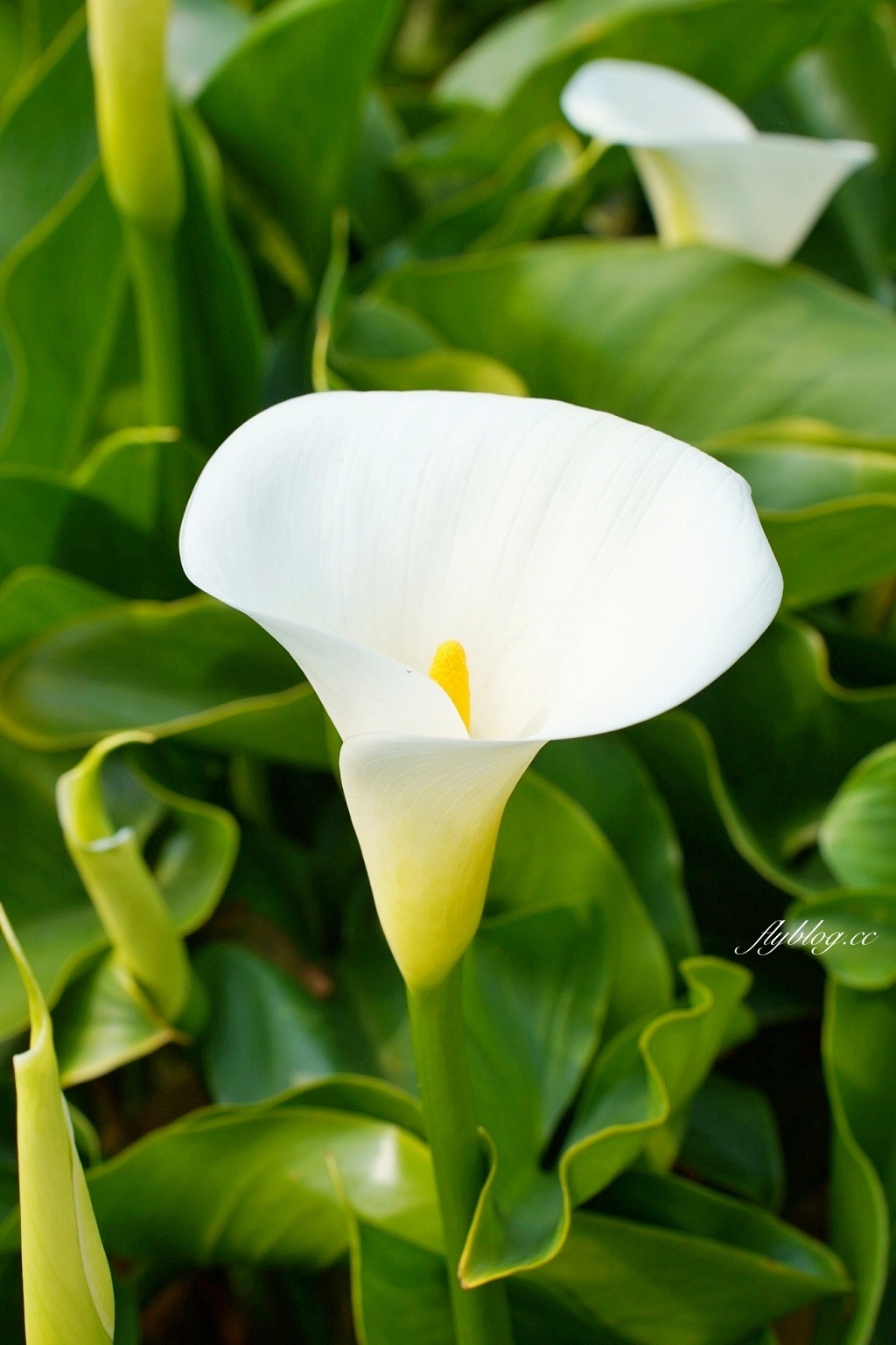 台北北投｜名陽匍休閒農莊，陽明山海芋季開始了，可愛粉紅噗噗車超好拍 @飛天璇的口袋