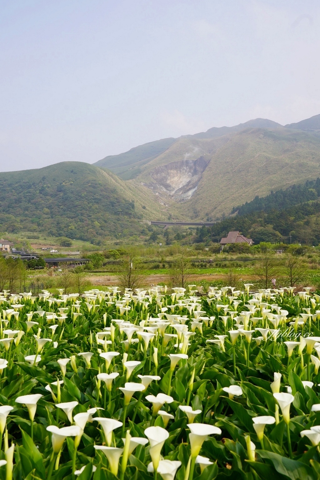 台北北投｜名陽匍休閒農莊，陽明山海芋季開始了，可愛粉紅噗噗車超好拍 @飛天璇的口袋