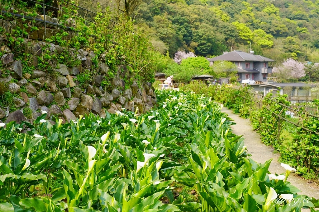 台北北投｜名陽匍休閒農莊，陽明山海芋季開始了，可愛粉紅噗噗車超好拍 @飛天璇的口袋