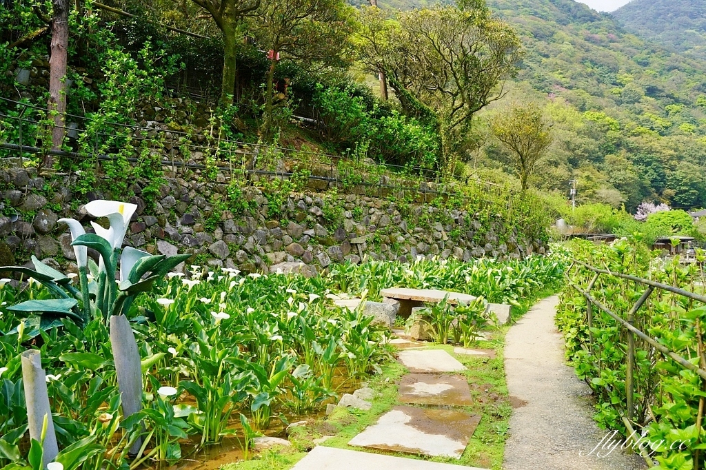 台北北投｜名陽匍休閒農莊，陽明山海芋季開始了，可愛粉紅噗噗車超好拍 @飛天璇的口袋
